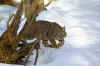 Bobcat2.jpg (9321 bytes)