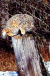 Bobcat.jpg (16867 bytes)
