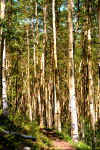 COAspens.jpg (18925 bytes)