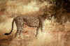Cheetah01.jpg (11704 bytes)