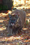 Cougar.jpg (12232 bytes)