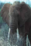 Elephant01.jpg (10001 bytes)