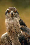 Goshawk01.jpg (19277 bytes)