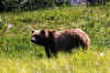 Grizzly09.jpg (41324 bytes)