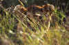LionF15.jpg (13634 bytes)