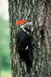 PileatedWoodPkr01.jpg (26505 bytes)