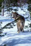 Wolf990320W-29.jpg (21373 bytes)