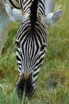 Zebra07.jpg (26709 bytes)