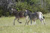 Zebras06.jpg (13782 bytes)